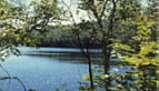 longlake jpg and loons